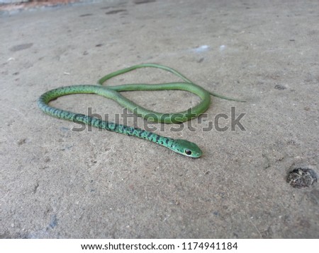 The bush snake slithers onto the pavement, still relaxed and not scared for the human. 