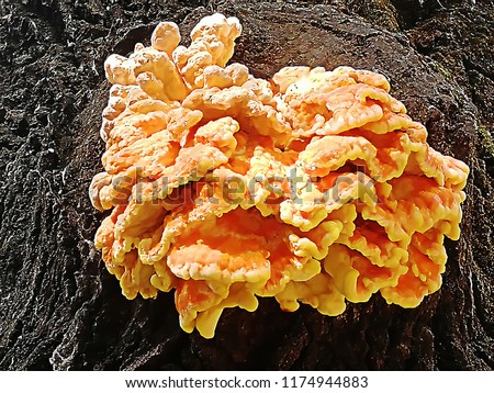orange mushroom symbiont growing on a tree
