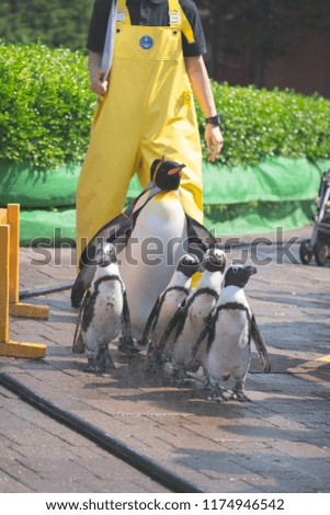 Penguins in marine park, Hokkaido, Japan
