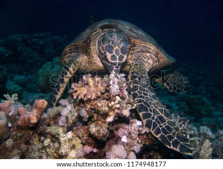 Sea Turtle feeding on corals                               