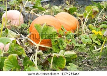 big pumpkin in a garden