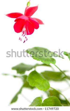 Alstroemeria/ Flower Isolation on white