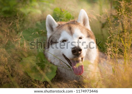 Close-up Portrait of adorable beige and white siberian husky dog with brown eyes lying in green grass at sunset