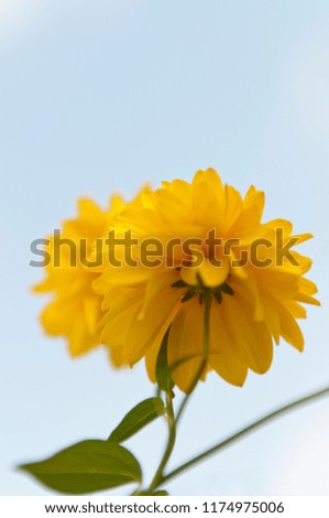 Floral spring natural bright background with yellow flowers, blooming decorative japanese kerria terry in the garden. Image with soft focus. (Kerria japonica)
