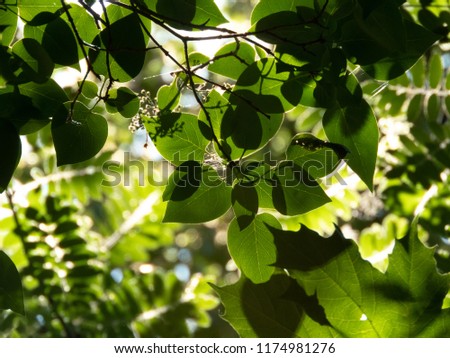 Sunlight in green foliage