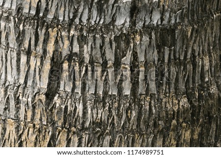 picture of bark,bark of the trunk ,tree for background