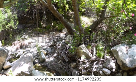 Natural background. Stones, trees, sun, plant, green. Beautiful vegetation in the forest