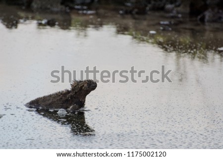Marine iguana emerging from lagoon Santa Cruz Island Galapagos Ecuador