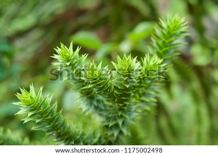Monkey puzzle tree.This picture is a beautiful Monkey puzzle pine unusually.