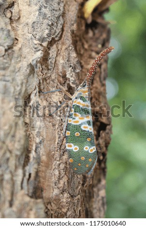 Animal,  the insect is clinging on big tree,   its body has strange design but be beautiful,  Thai people call MANG-NGUANG-CHANG.
