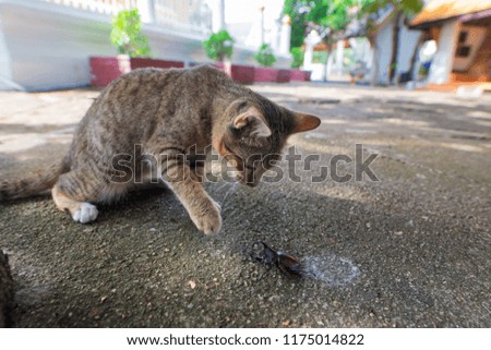 Cats Playing with a Rhinoceros Beetle.