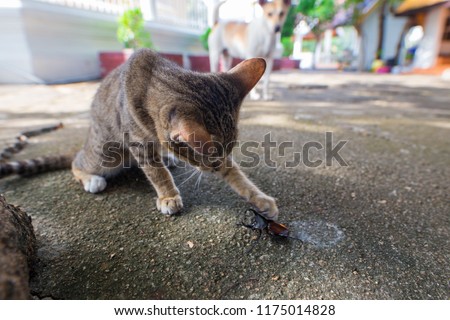 Cats Playing with a Rhinoceros Beetle.
