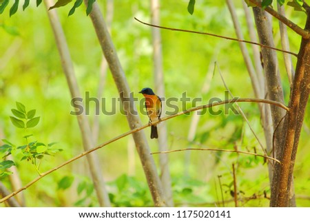 Small minivet bird background