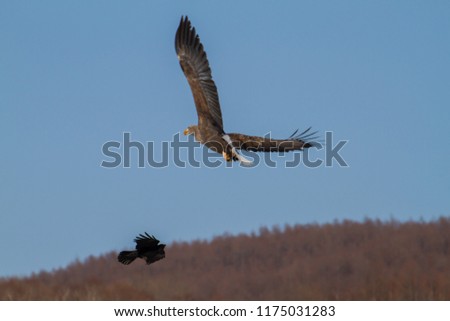 White-tailed eagle flying to a caterpillar of Cranes in Hokkaido, Japan