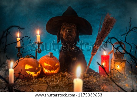 Black dog with Halloween pumpkins on wooden planks. Cemetery grave stones on background