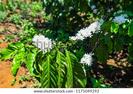 Coffee tree blossom with white color flowers on Coffee Plantation, Cau Dat town, Da Lat, Vietnam