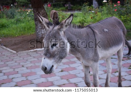 donkeys in the park