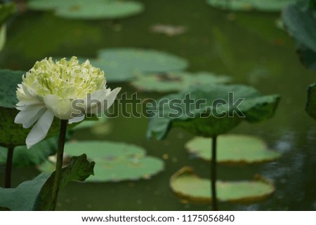 lotus white in the pond of the natural garden