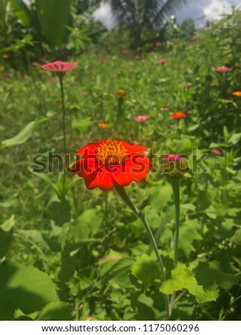 Colorful Common Zinnia (Zinnia elegans) flower in the forest (Real Flower)