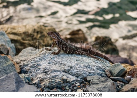 Wild green iguana on the rocks of St. Thomas, US Virgin Islands. Close up photo of a lizard in the sun.