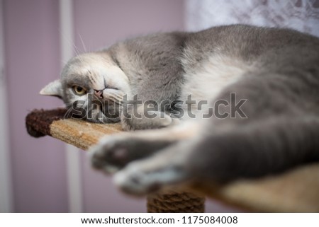 
lilac British Shorthair cat with yellow large eyes