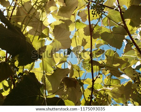 leaves of grapes. sky background