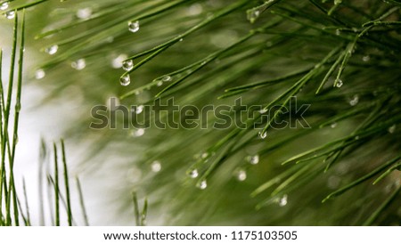 Pine needle with dewdrops in morning in Sochi, Russia