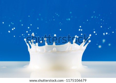 Beautiful splash of fresh natural milk on a blue background