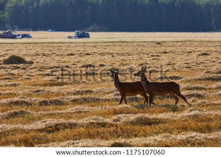 a pair of deer walk, play and eat on a freshly cut field, in the background forest and harvesters
