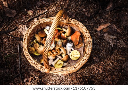 mushroom wicker basket foraging in the forest Royalty-Free Stock Photo #1175107753