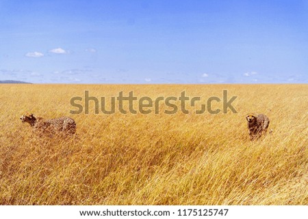 Cheetah in savannah