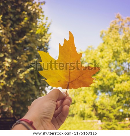 Orange maple leaf in girl hand, autumn background, vintage stylized picture