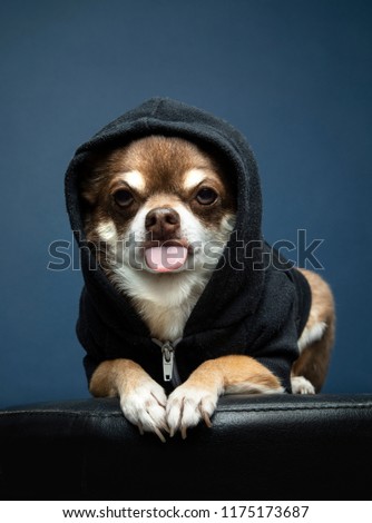 Senior Chihuahua dog in black hoodie with his tongue sticking out