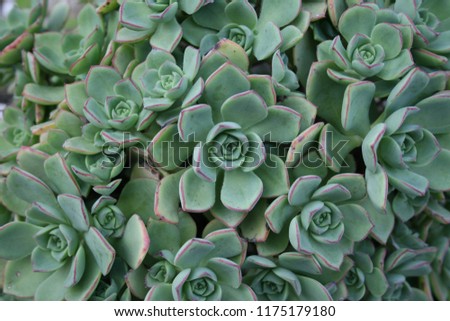 Macro picture of crassula plants