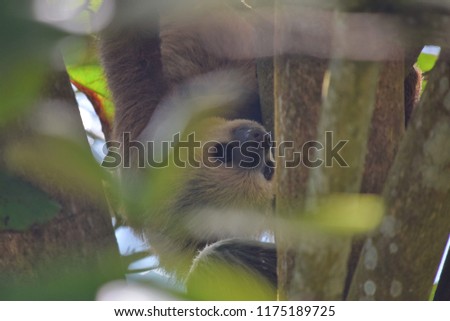 Sloth on the tree, Bocas del Toro islands, Panama