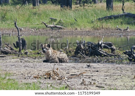 SPOTTED HYENA LYING NEXT TO A POOL OF WATER IN BOTSWANA