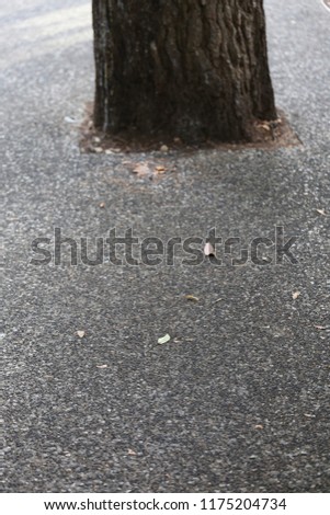 Close up view of the base of a tree trunck surrounded by asphalt. Symbolic image of urbanization and progressive disappearance of the nature. Isolated natural element among macadam surface. 