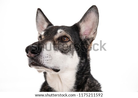 wolfhound in front of white background