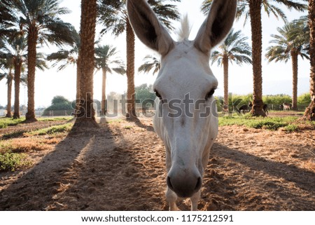palm trees fild at the morning with dates. with a Donkey