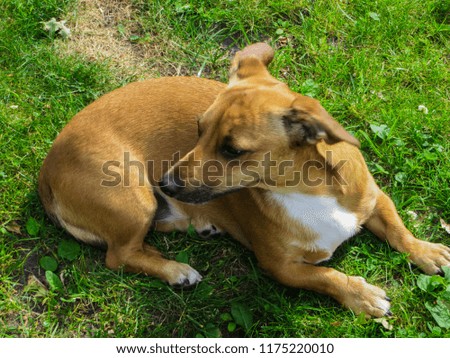 A pretty dog like a dachshund was taken in a dog shelter