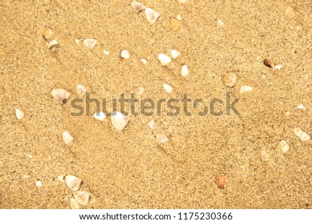 Sea shells on the golden sand. Abstract of Holiday Summer beach background.