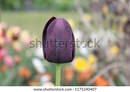 Tulips, Edward's Gardens, Toronto, Ontario, Canada