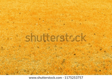 Background yellow lawn with leaves.