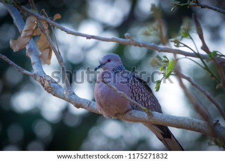 A Dove sitting on the tree branch in its natural habitat
