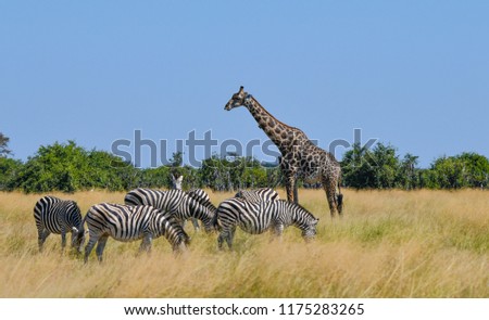 Giraffe in Chobe Park Royalty-Free Stock Photo #1175283265