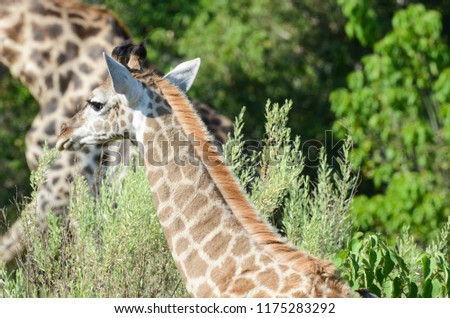 Giraffe in Chobe Park