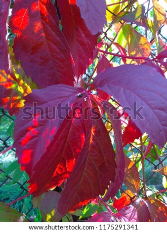 Red leaves of wild grapes. Colorful autumn, bright wild grape background. Abstract purple, red, green and orange fall leaves background. 