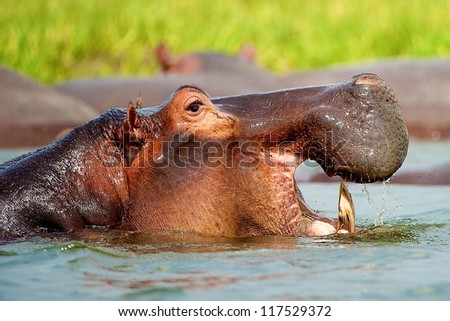 Hippopotamus yawns