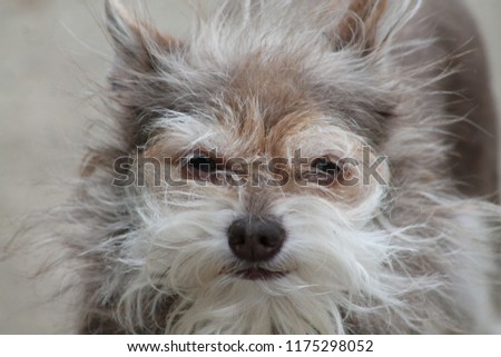 A Chorkie, yorkshire terrier and chihuahua mix rescue dog.