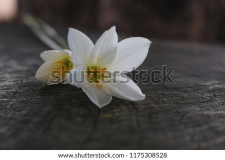 White  Zephyranthes or fairy lily  lay on the ground stump.